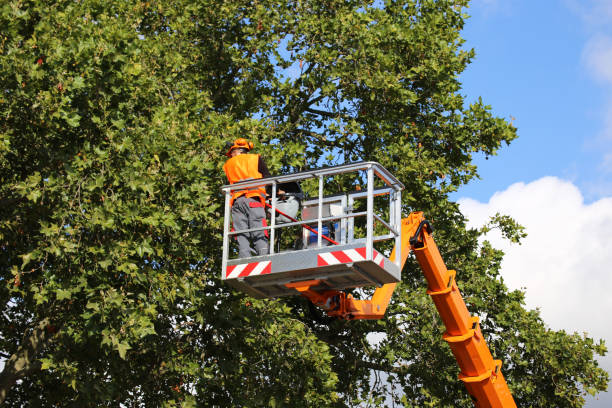 The Steps Involved in Our Tree Care Process in Temple, GA